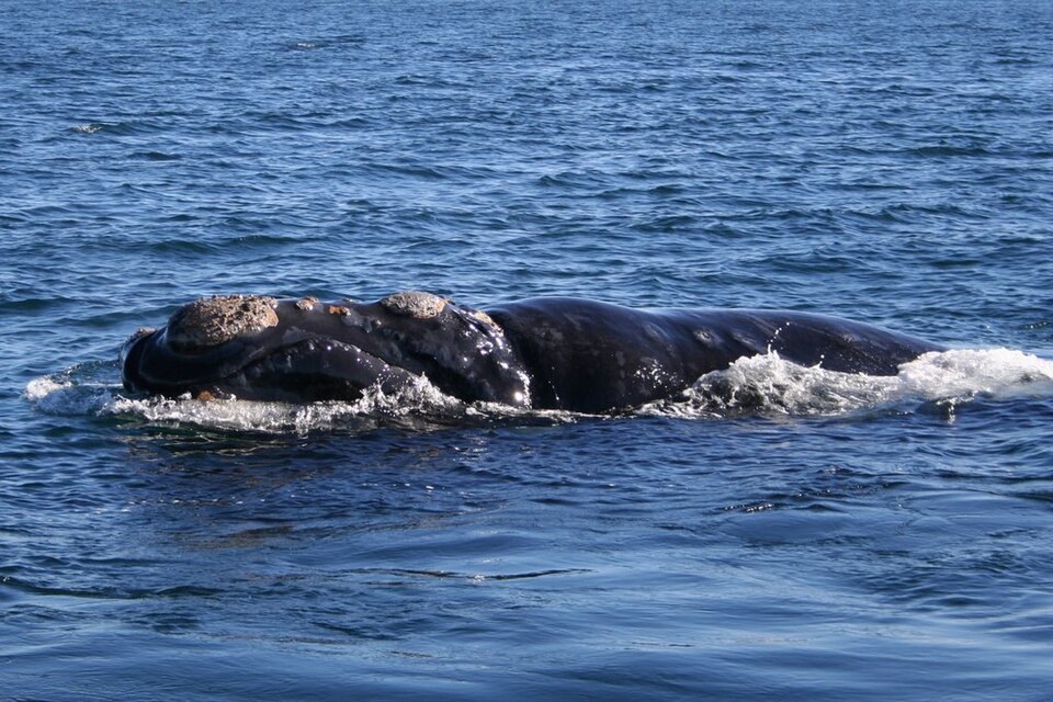 Ballena franca austral, Eubalaena australis