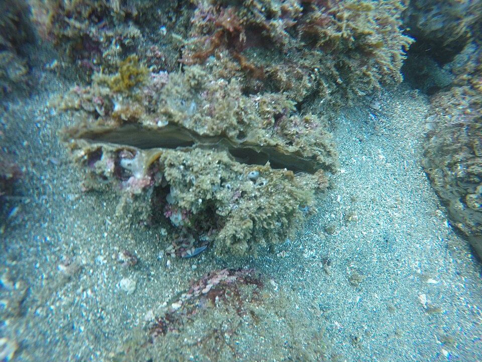 Atrina tuberculosa
