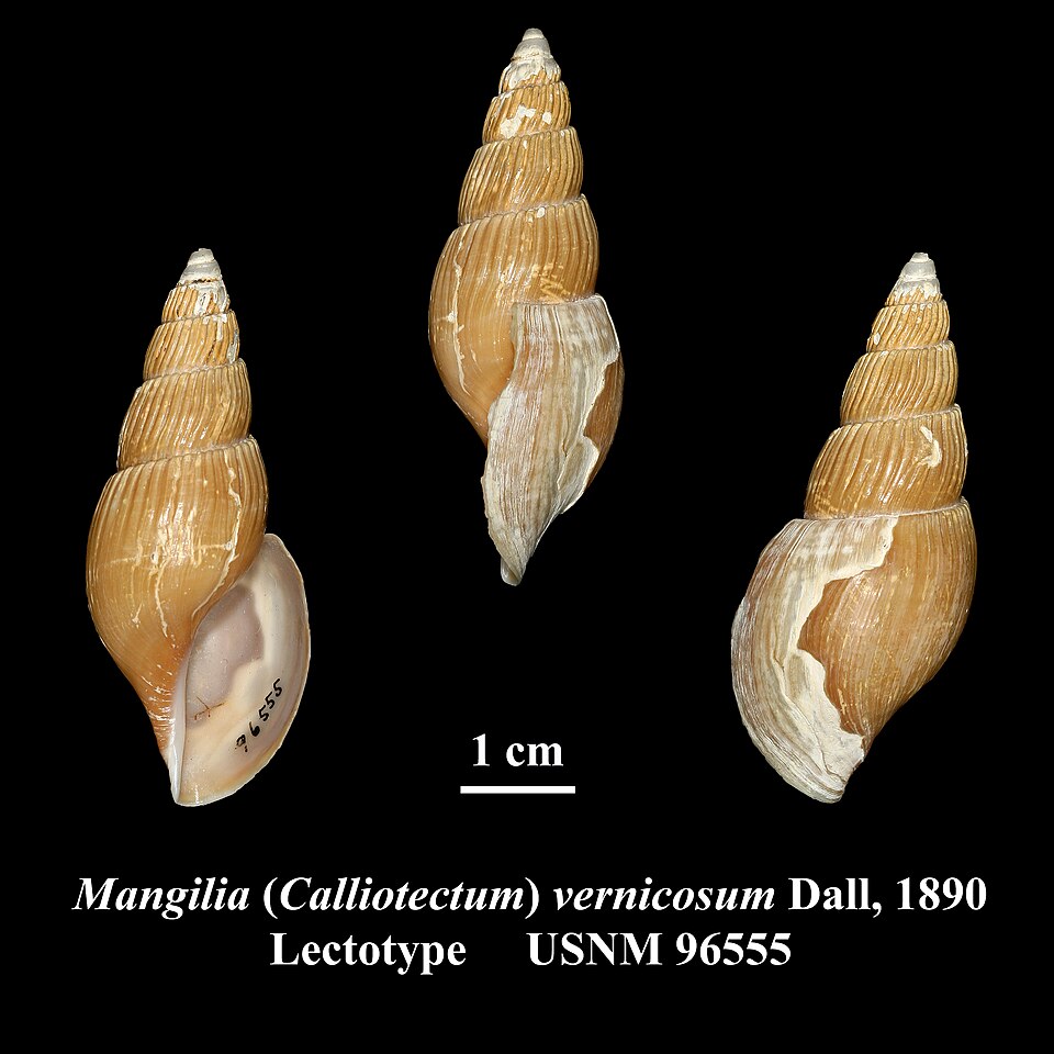 Calliotectum vernicosum