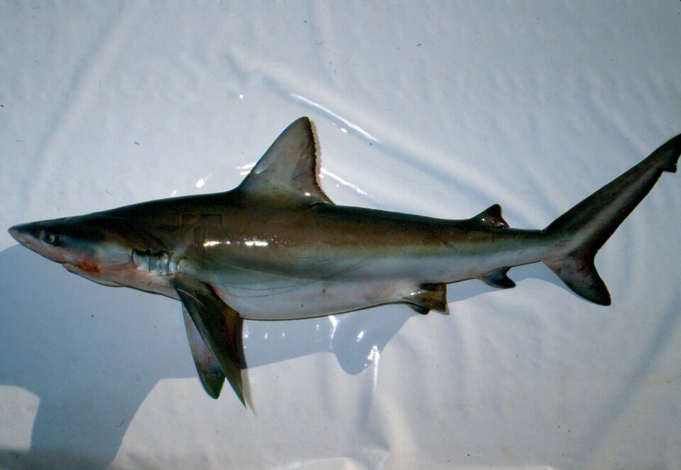 Tiburón baboso, Carcharhinus altimus