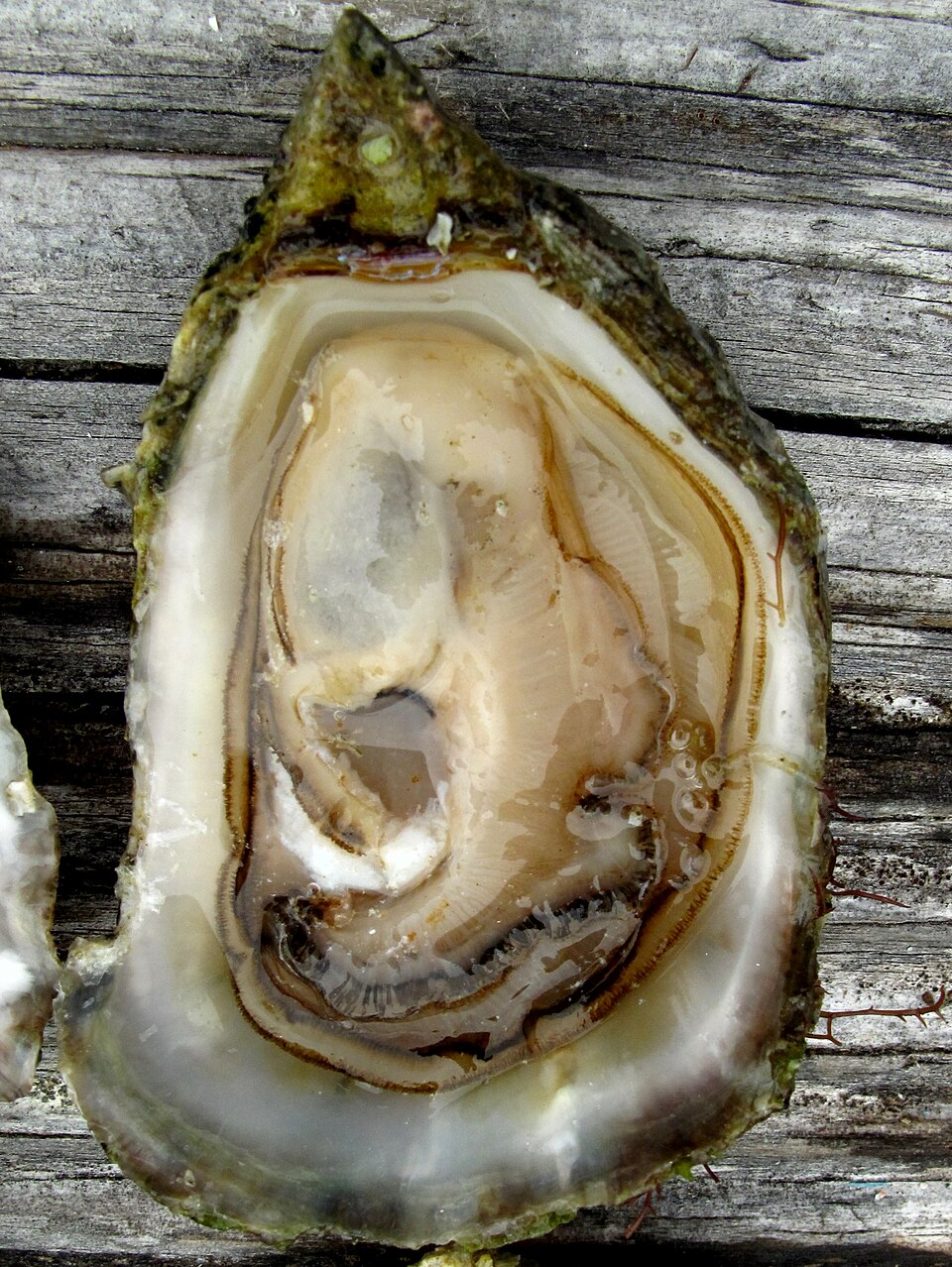 Ostrea conchaphila