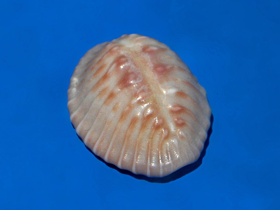 Pusula radians