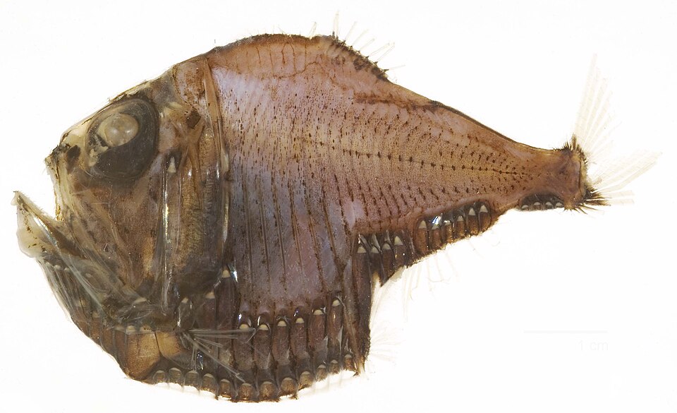Argyropelecus lychnus