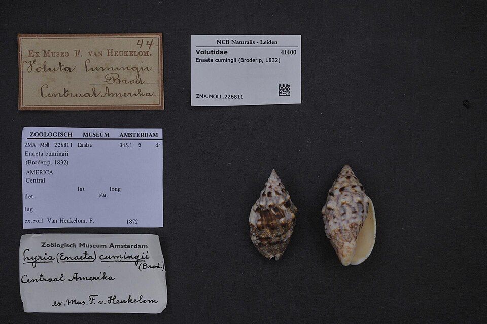 Enaeta cumingii