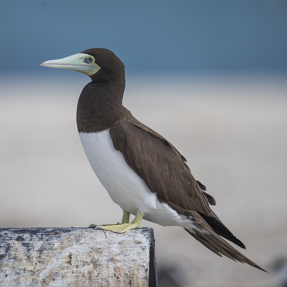 Piquero pardo, Sula leucogaster