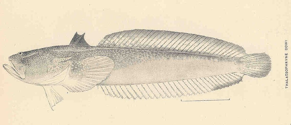Chalaco, Daector dowi