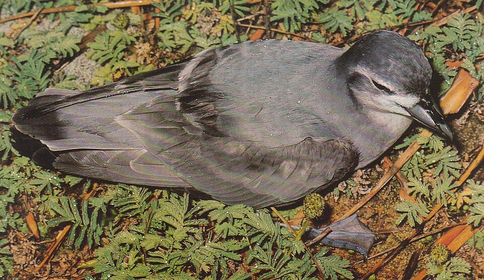 Prión picofino, Pachyptila belcheri