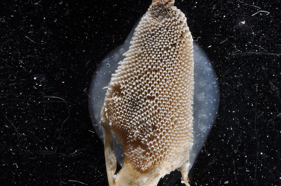 Jellyella tuberculata