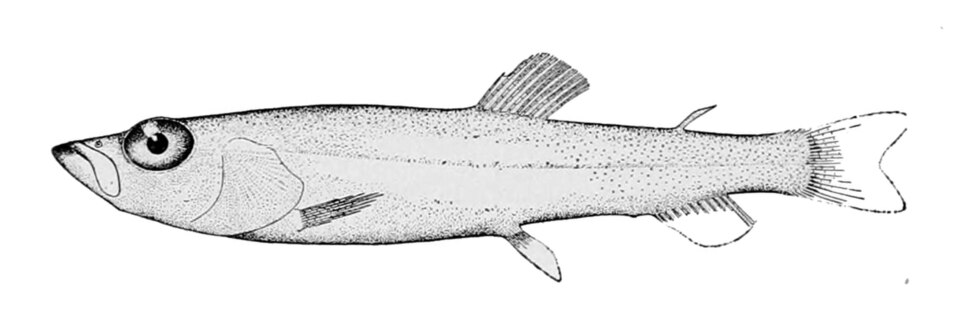 Esperlán plateado, Leuroglossus stilbius