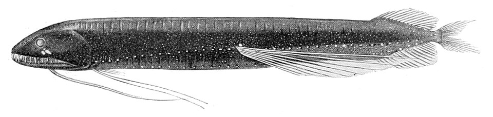 Bathophilus ater