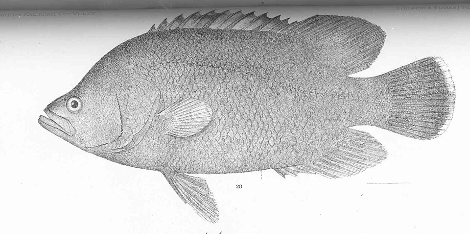 Berrugata, Lobotes pacifica
