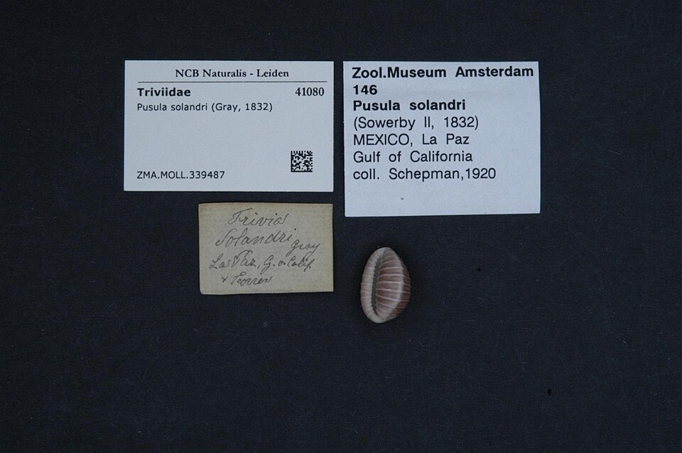 Pusula solandri