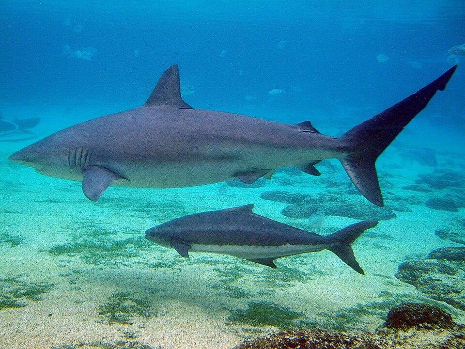 Jaquetón lobo, Carcharhinus obscurus