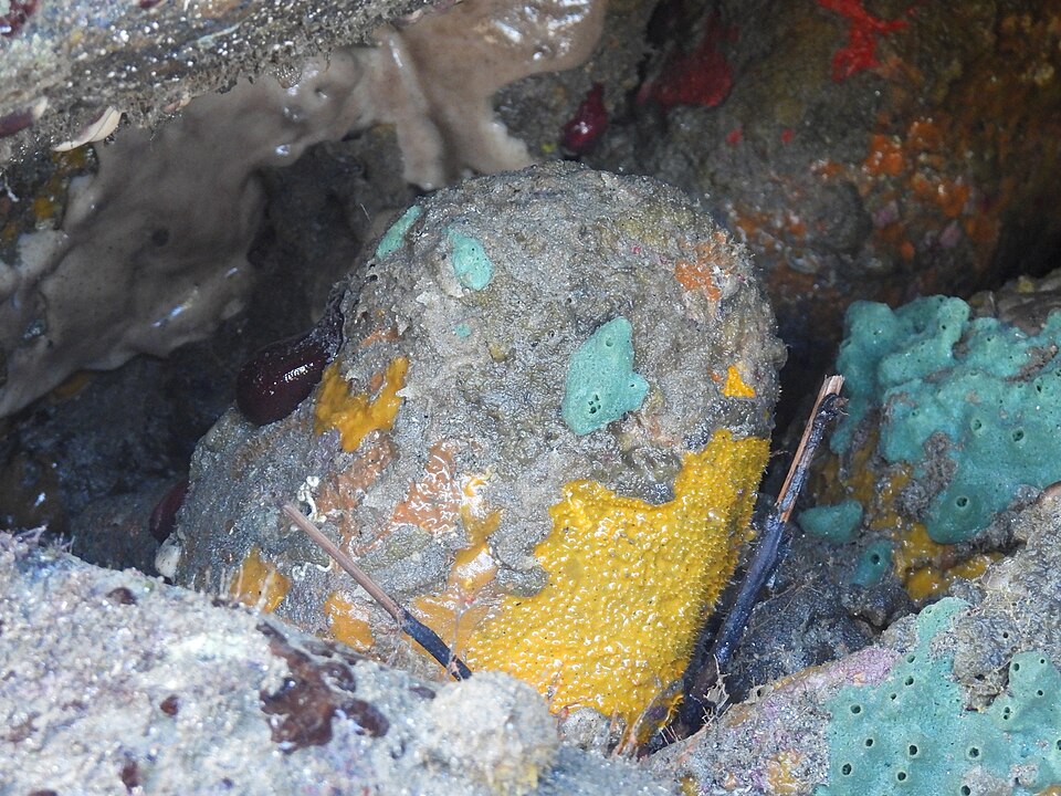 Hymeniacidon perlevis