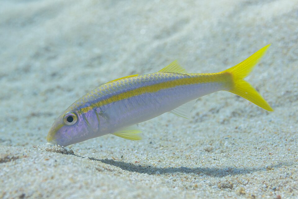 San Pedro rojo, Mulloidichthys dentatus
