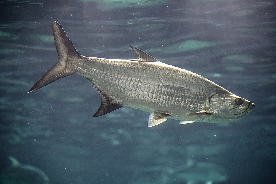 Sábalo, Megalops atlanticus
