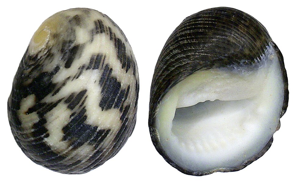 Nerita funiculata