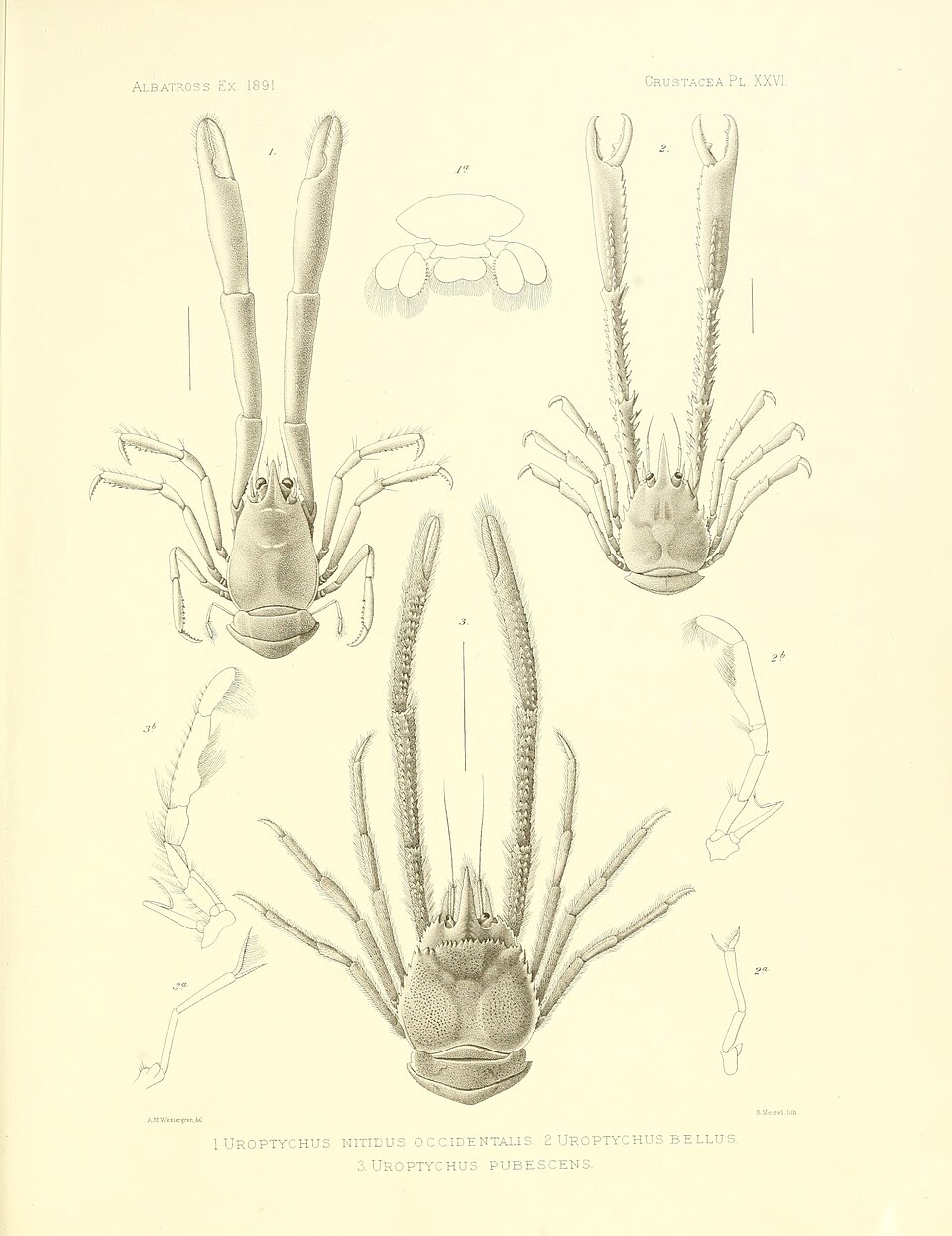 Uroptychus pubescens