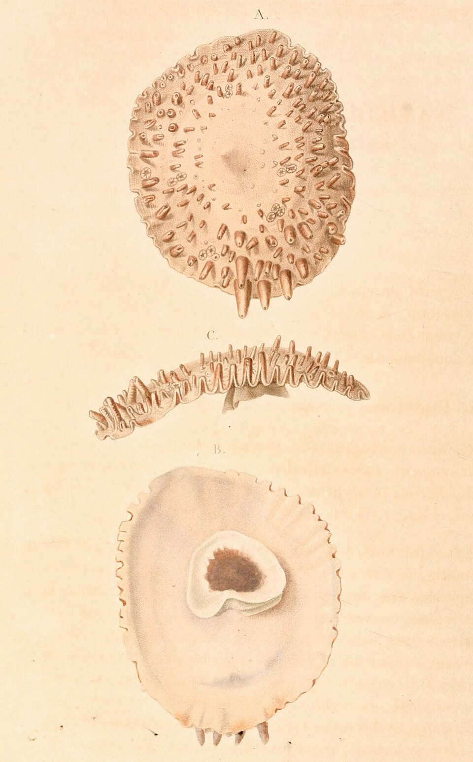 Crucibulum spinosum