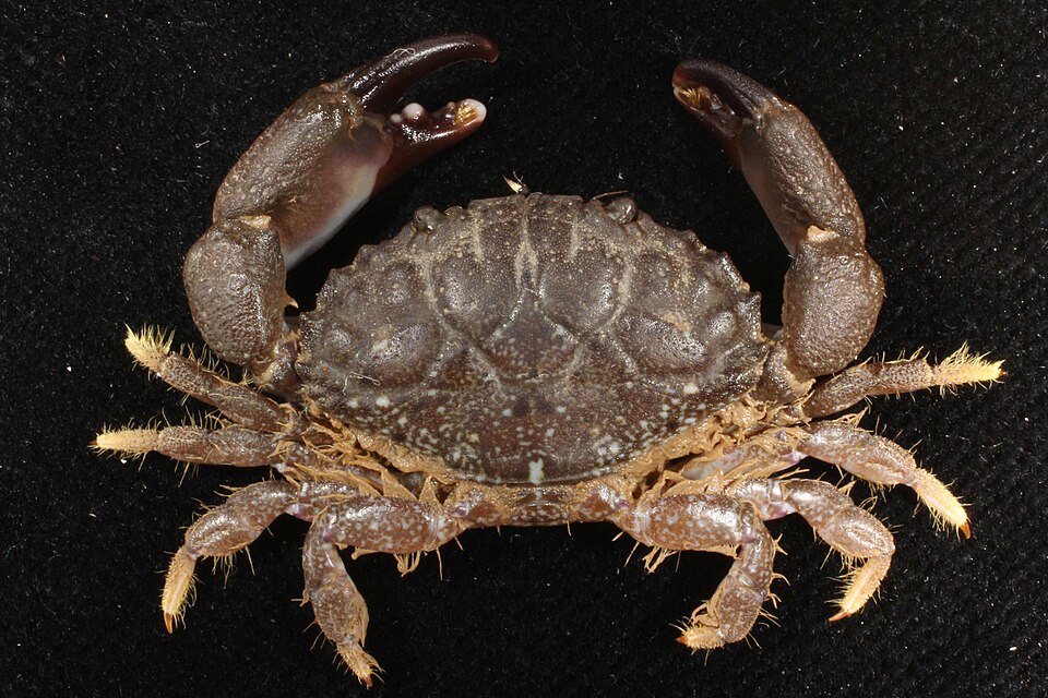 Leptodius sanguineus