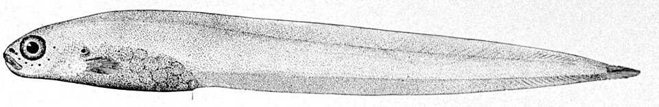 Melanostigma gelatinosum