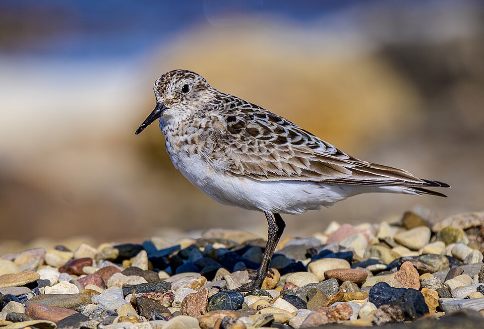 Correlimos de Baird, Calidris bairdii