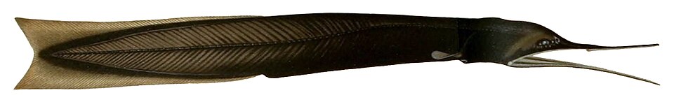 Cyema atrum