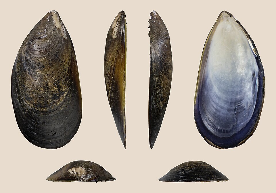 Mytilus chilensis
