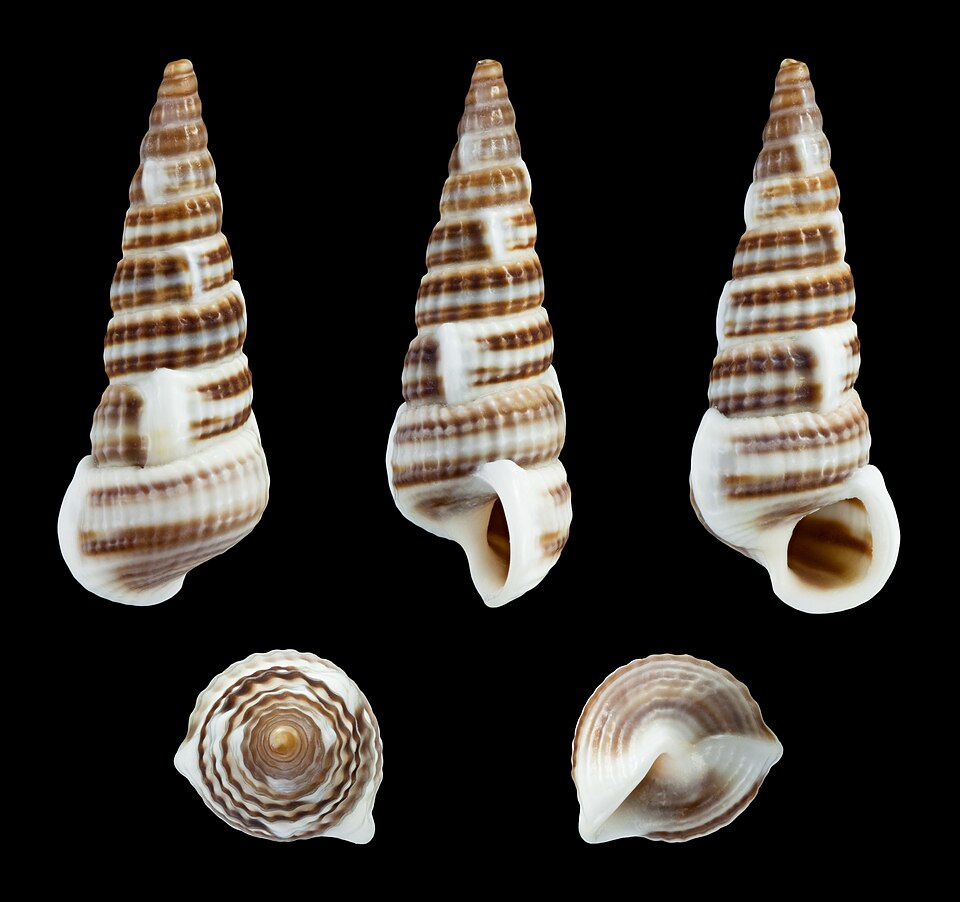 Cerithideopsis californica