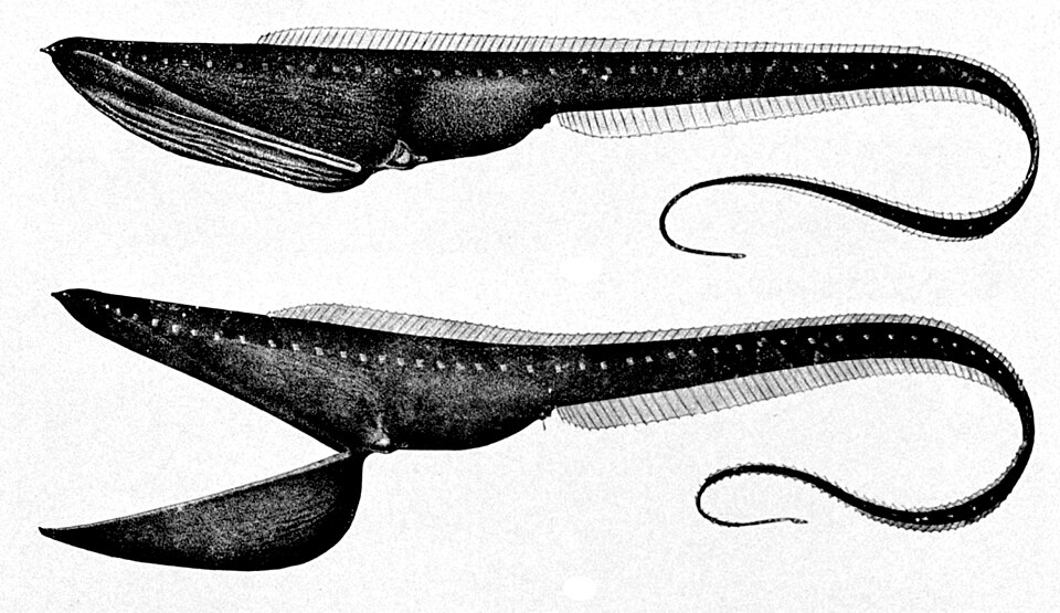 Pez Pelicano, Eurypharynx pelecanoides