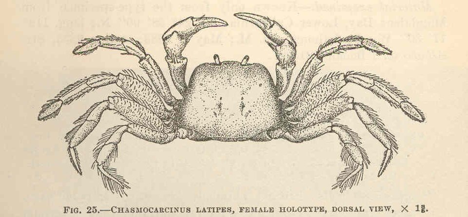 Chasmocarcinus latipes