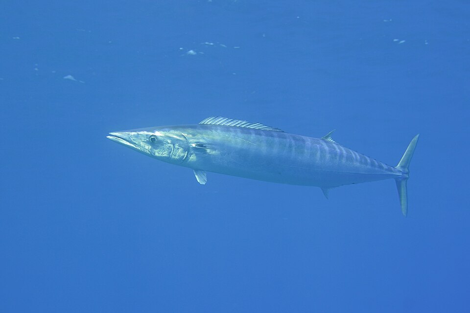 Peto, Acanthocybium solandri
