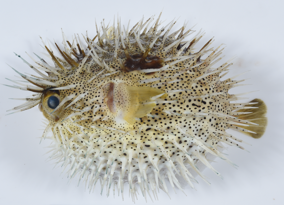 Pez erizo mapache, Diodon holocanthus
