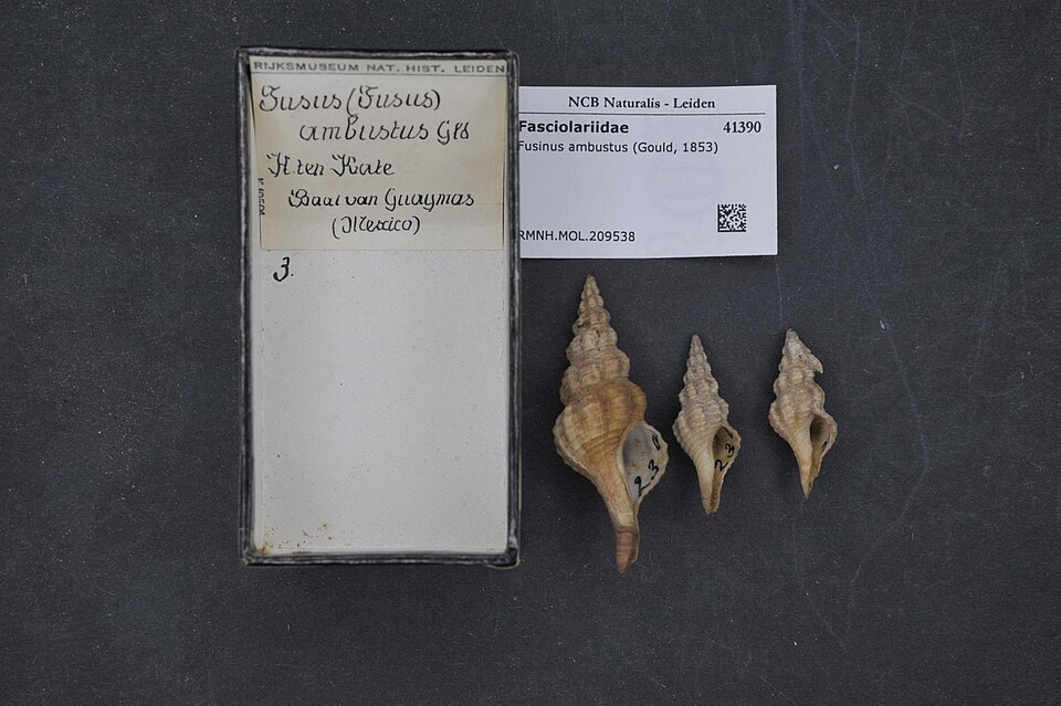 Hesperaptyxis ambustus