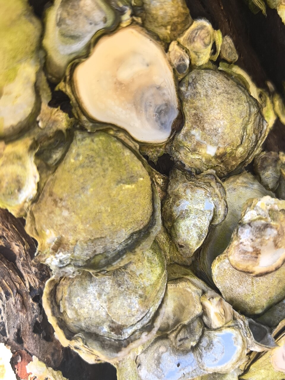 Saccostrea palmula
