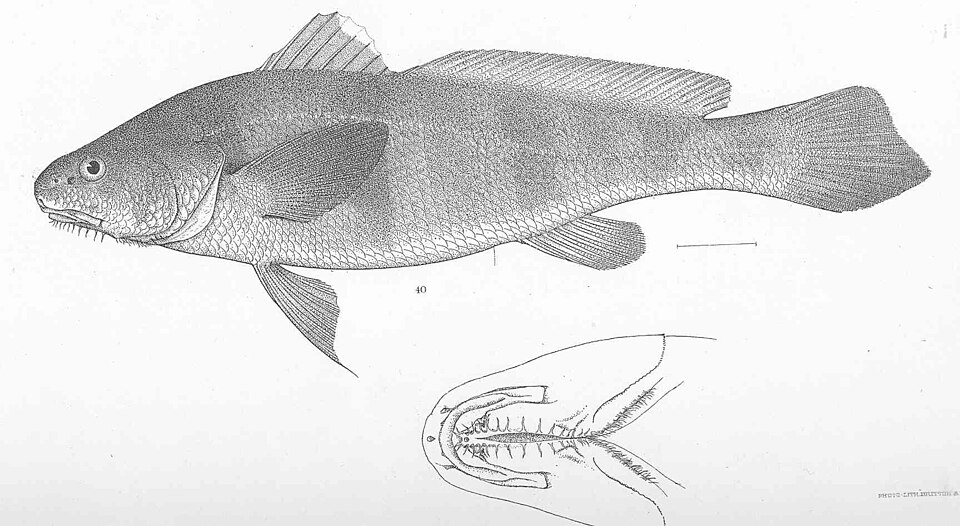 Corvineta ángel, Paralonchurus goodei