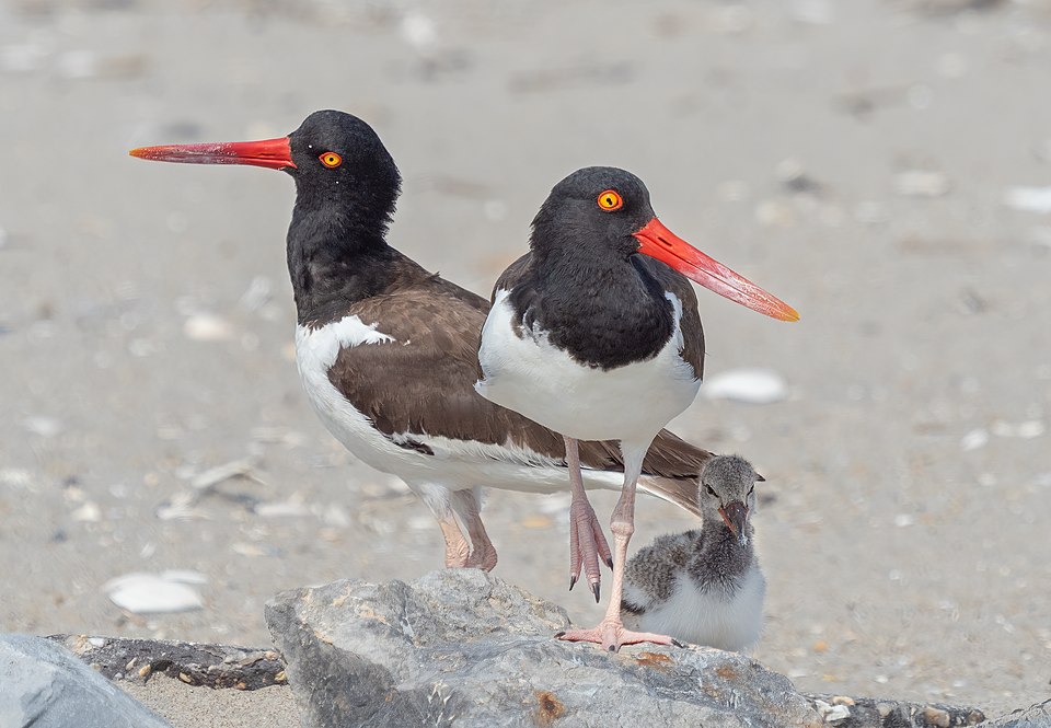 Ostrero americano, Haematopus palliatus