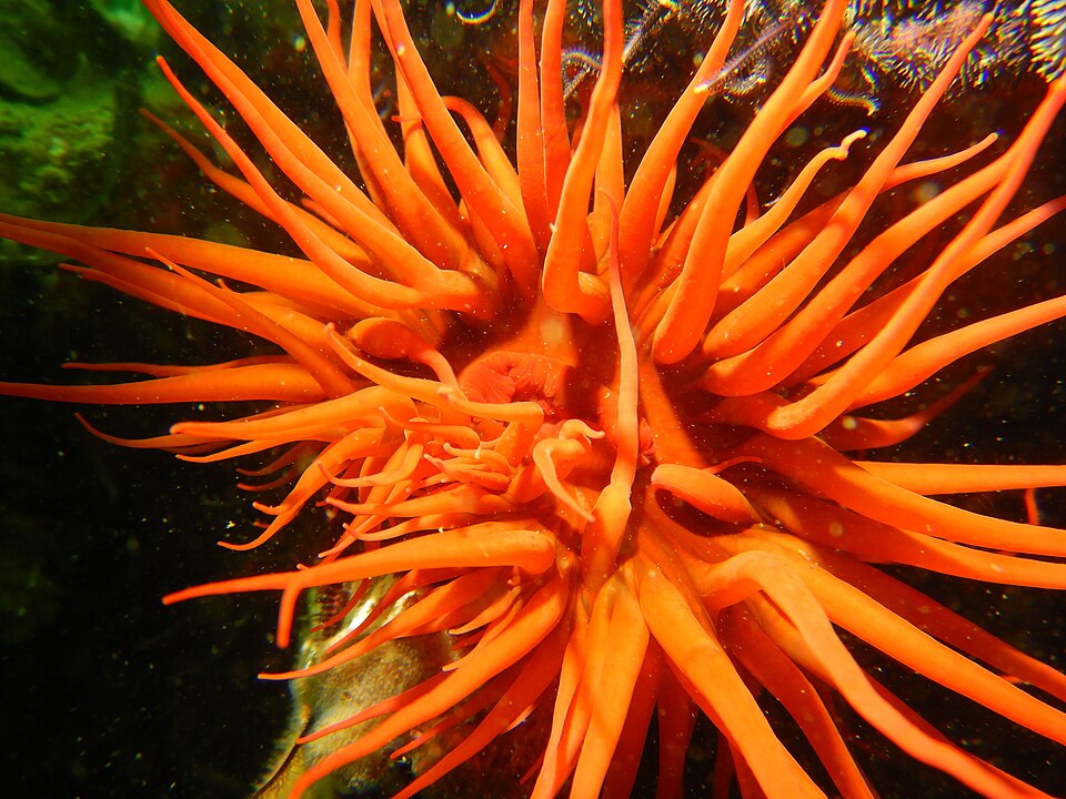 Anemonia alicemartinae