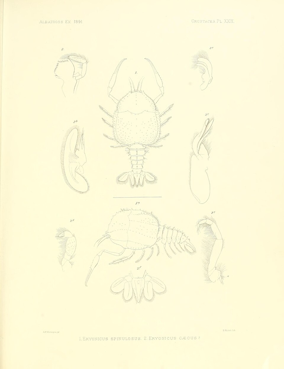 Polycheles tanneri