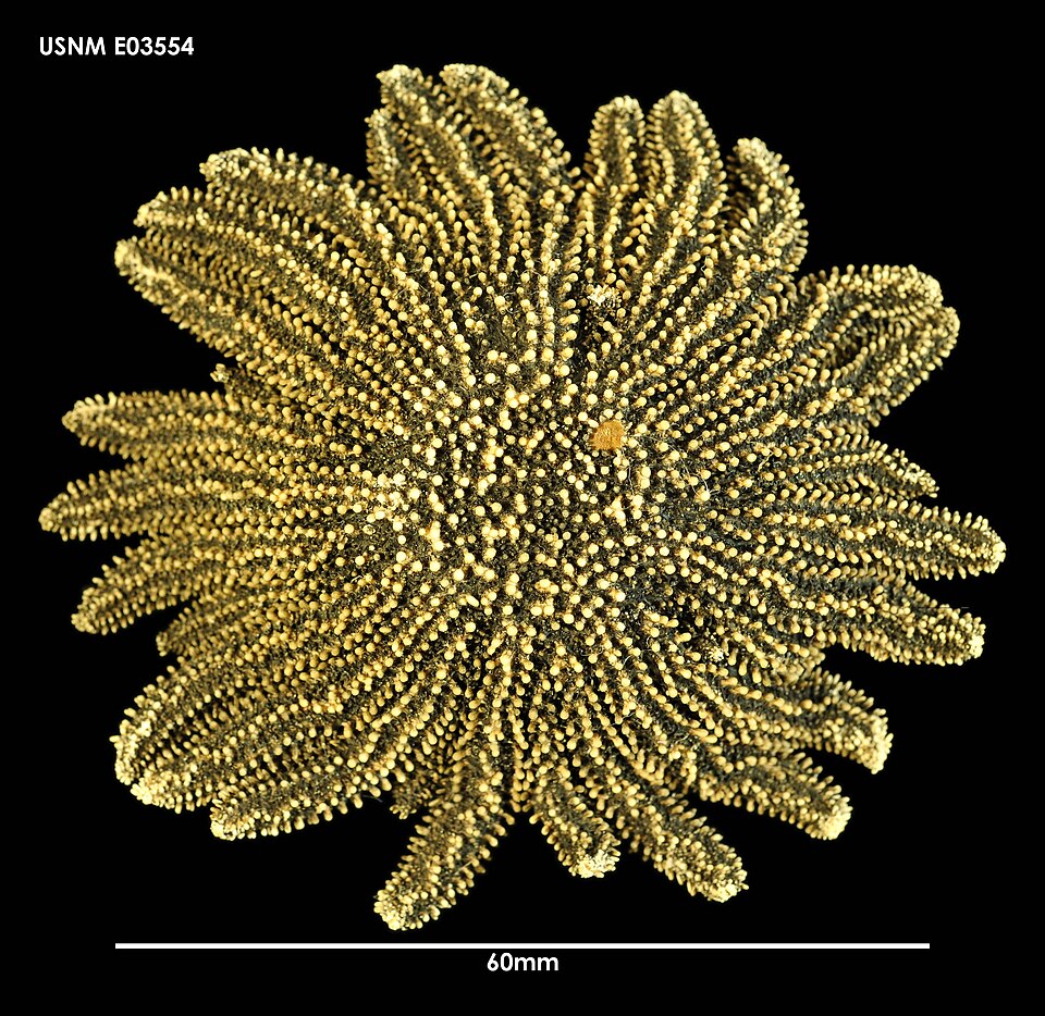 Heliaster helianthus