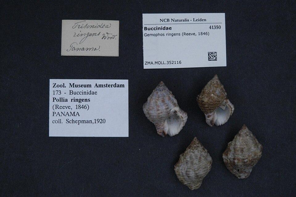 Gemophos ringens