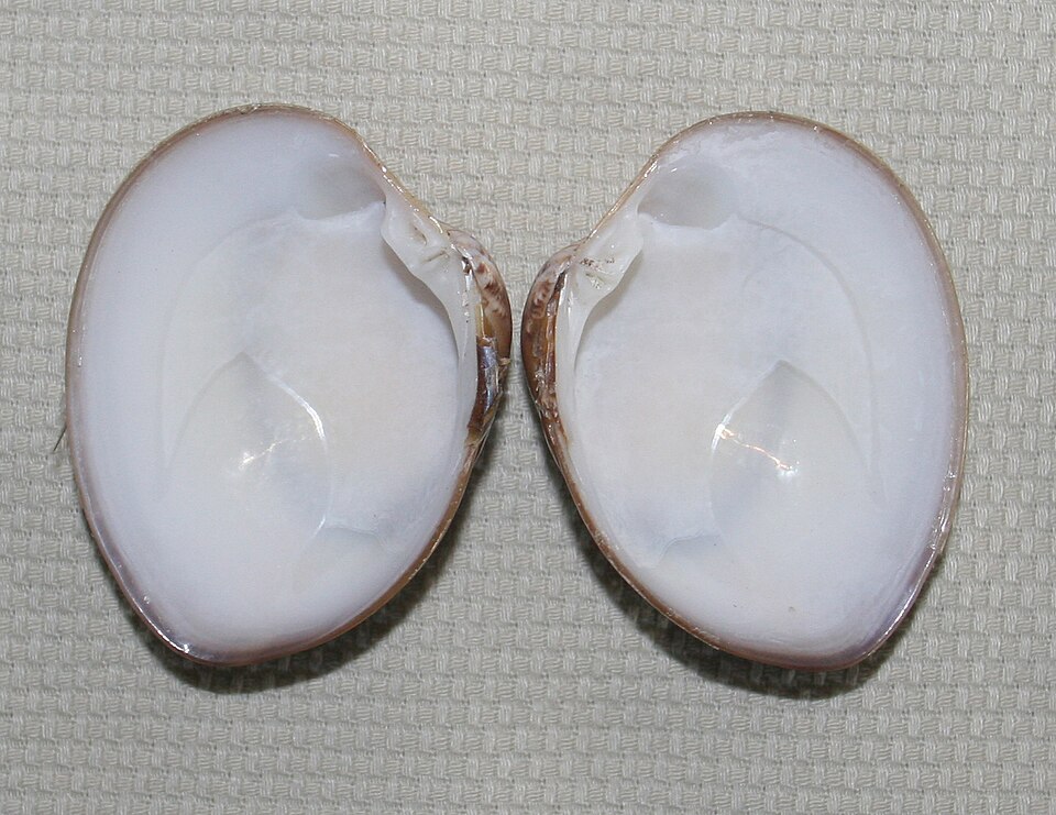 Megapitaria squalida