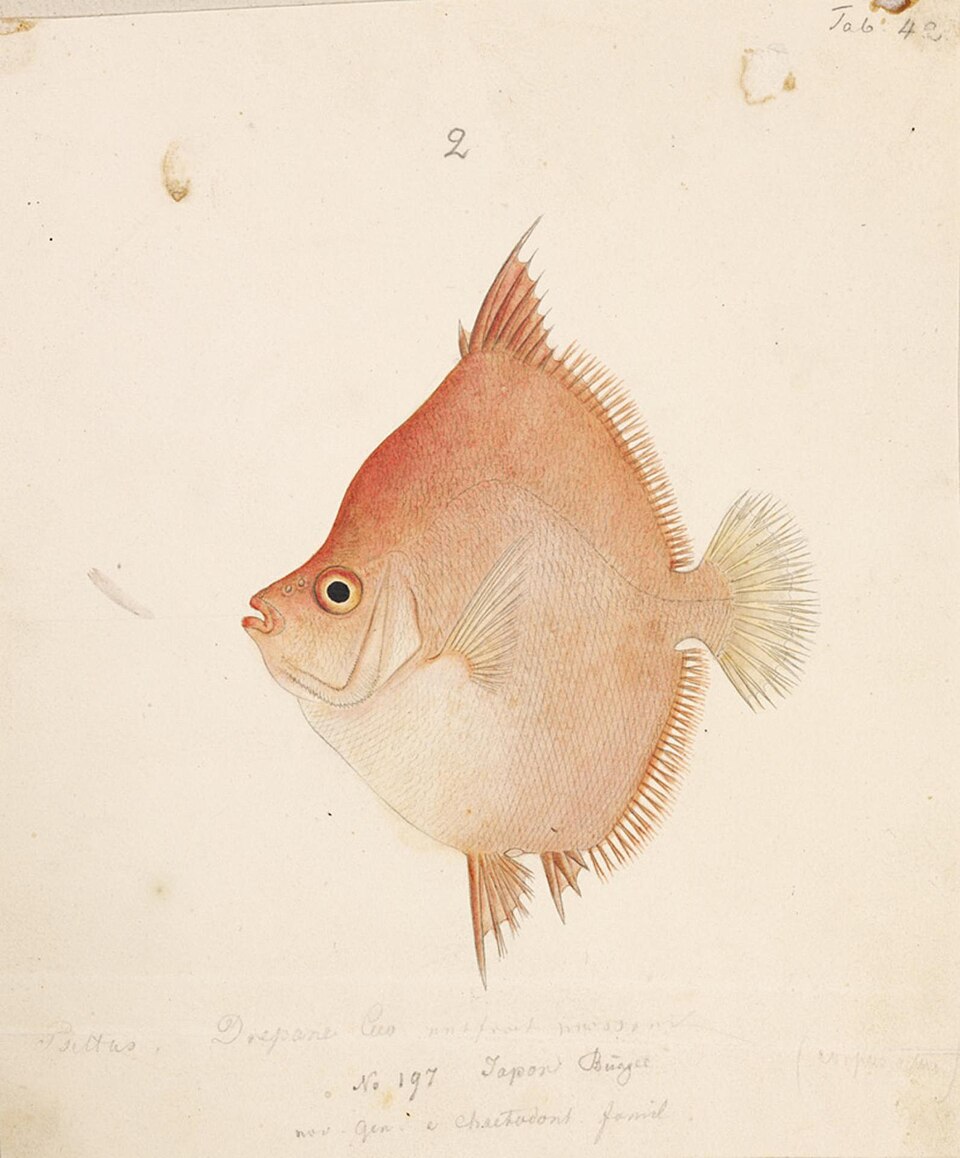 Antigonia rubescens