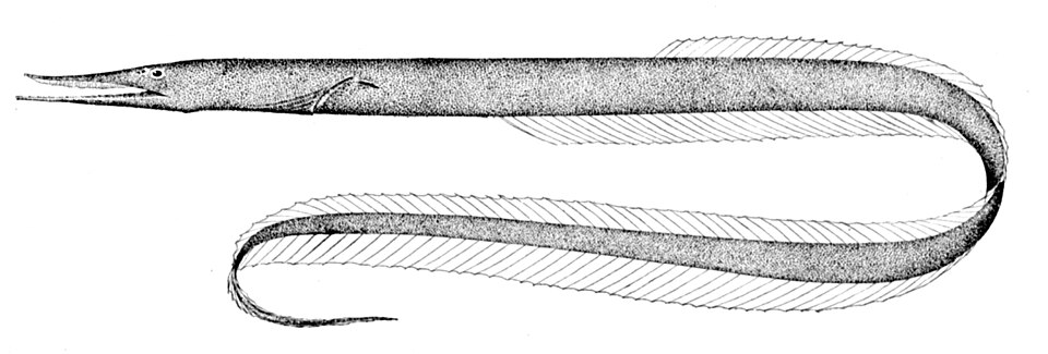Anguila, Serrivomer beanii