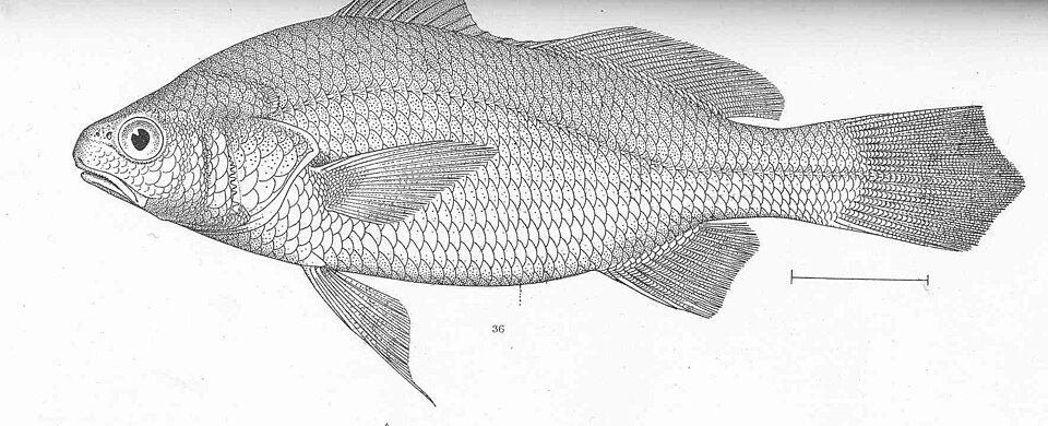 Corvinilla plateada, Stellifer illecebrosus