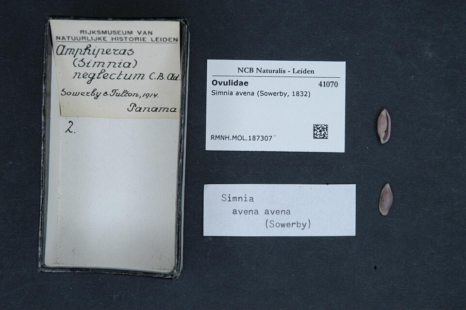 Simnia avena