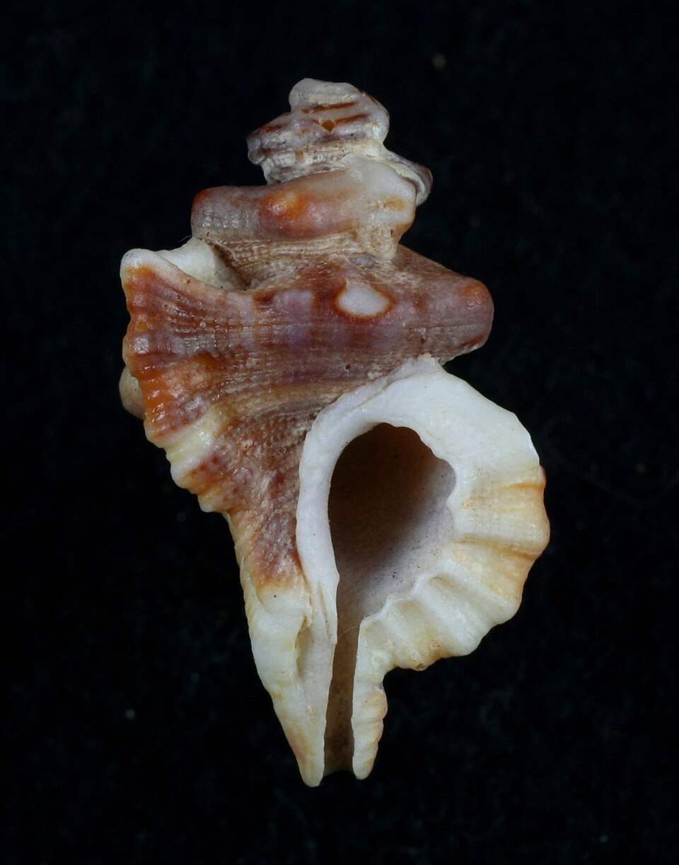 Turritriton gibbosus