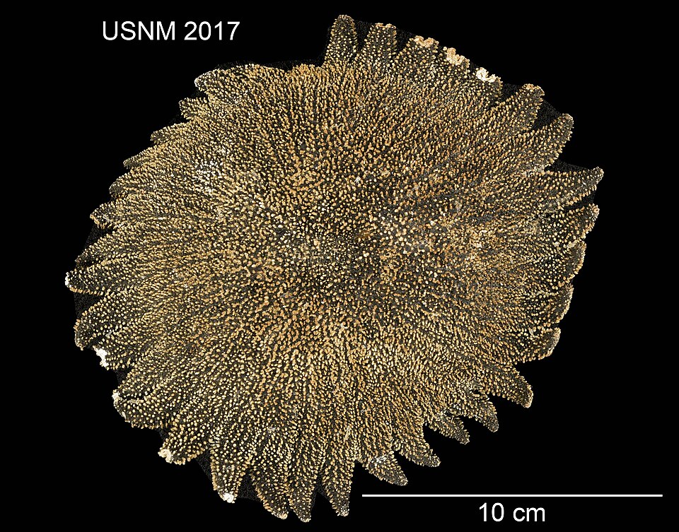 Heliaster microbrachius