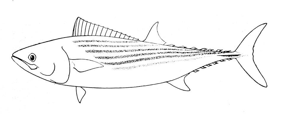 Bonito, Sarda chiliensis