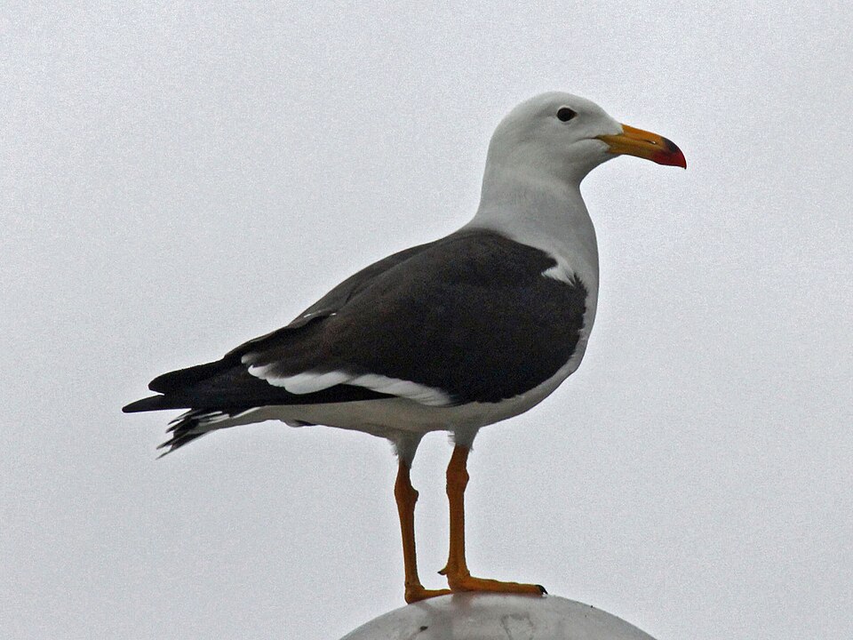 Gaviota peruana, Larus belcheri